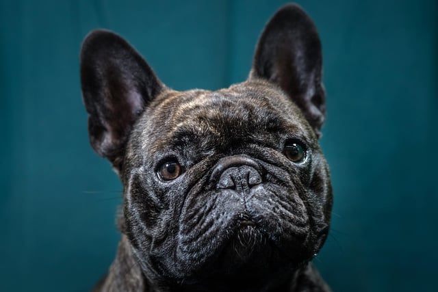 French bulldogs are a breed commonly targeted by thieves. Pedigrees from this breed can fetch huge sums, including upwards of £2,000.