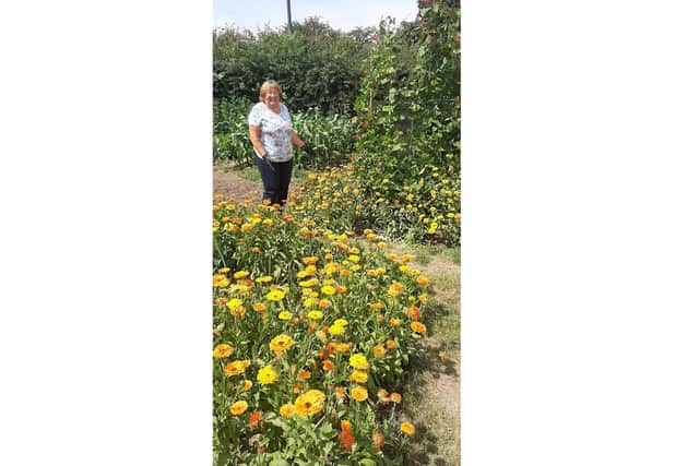 A member on her allotment filled with marigolds