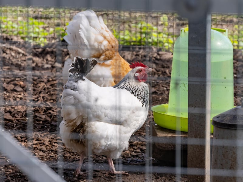 One of the many rare breeds of chicken housed in the animal area at College Park. Picture: Mike Cooter (06042023)