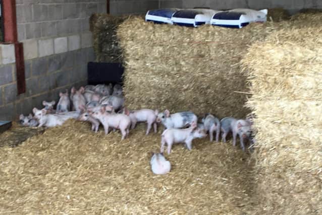 67 piglets were stolen from the farm in Damerham, Fordingbridge, Hampshire, between May 20 and May 28, and have the reference HB0789 tattooed on them. Hampshire Constabulary / PA Wire