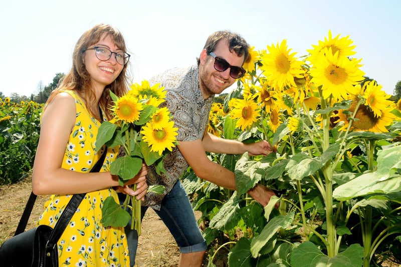 Many people enjoyed the hot weather picking sunflowers at Sam's Sunflowers in Hayling Island, part of Stoke Fruit Farm, on Monday 10th August 2010.
Pictured is: Sally Slidel (23) and Scott Hawley (24) both from Hayling Island, Scott works at Sam's Sunflowers and was back to pick some for himself on his day off.
Picture: Sarah Standing (100820-2418)