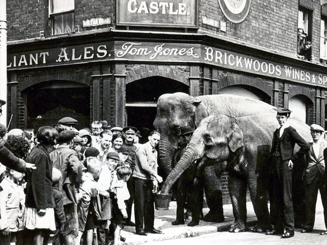 The Elephant & Castle in Sultan Road, Buckland, with elephants provided by a visiting circus in 1930. The chap holding the bucket, which was filled with beer, was the aptly-named Charlie Phillpots, the pub cellarman.