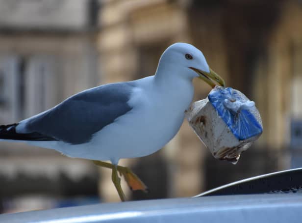 Plastic pollution is harmful to wildlife. Picture: Adobe Stock