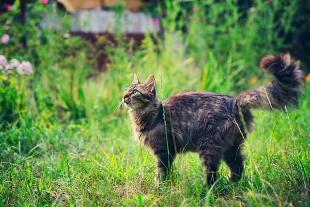 The so-called Brighton cat killer has died in prison