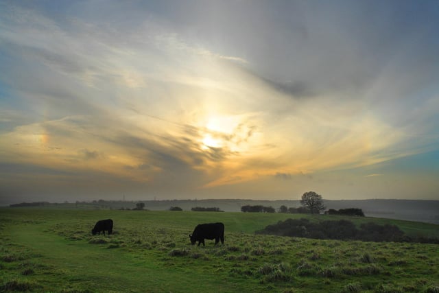 Cows grazing beneath cloudscape, Butser Hill. picture by James Douglas