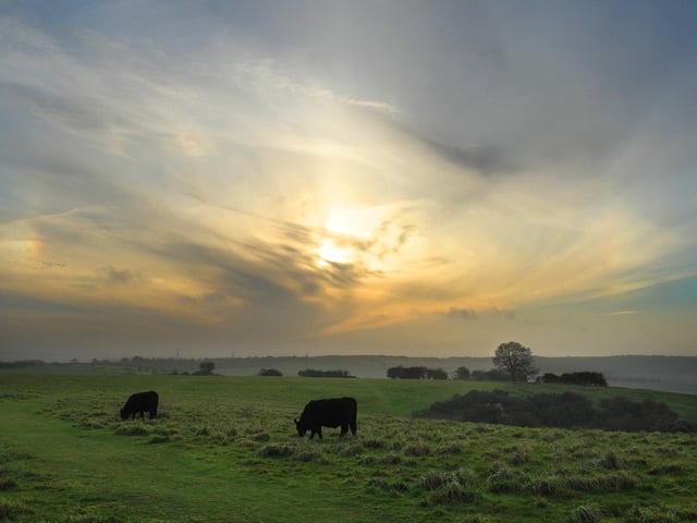 Cows grazing beneath cloudscape, Butser Hill. picture by James Douglas