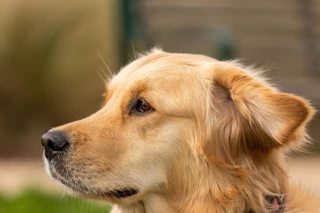 Golden Retriever