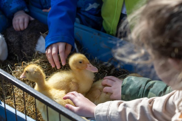 Ducklings meeting children at the event in Port Solent.Picture: Mike Cooter