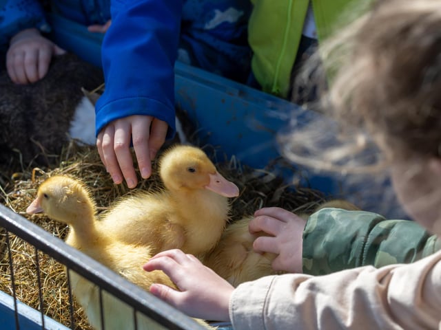 Ducklings meeting children at the event in Port Solent.Picture: Mike Cooter