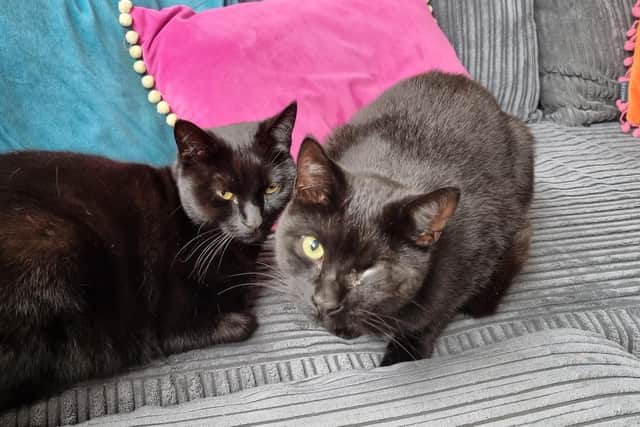 A cat which lost its eye after being shot with an air gun pellet. Picture by RSPCA