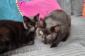 A cat which lost its eye after being shot with an air gun pellet. Picture by RSPCA