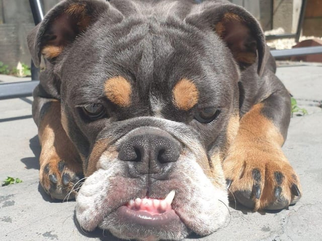 This picture of Cookie is absolutely adorable. Thank you Tracy Blake for sharing.