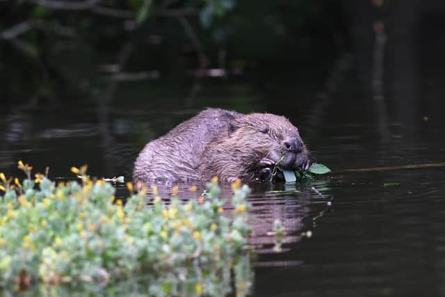 A new legislation has been passed to protect beavers
Picture credit: David Parkyn