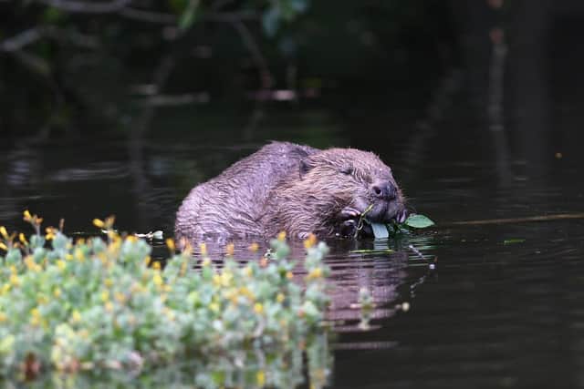 A new legislation has been passed to protect beavers 
Picture credit: David Parkyn