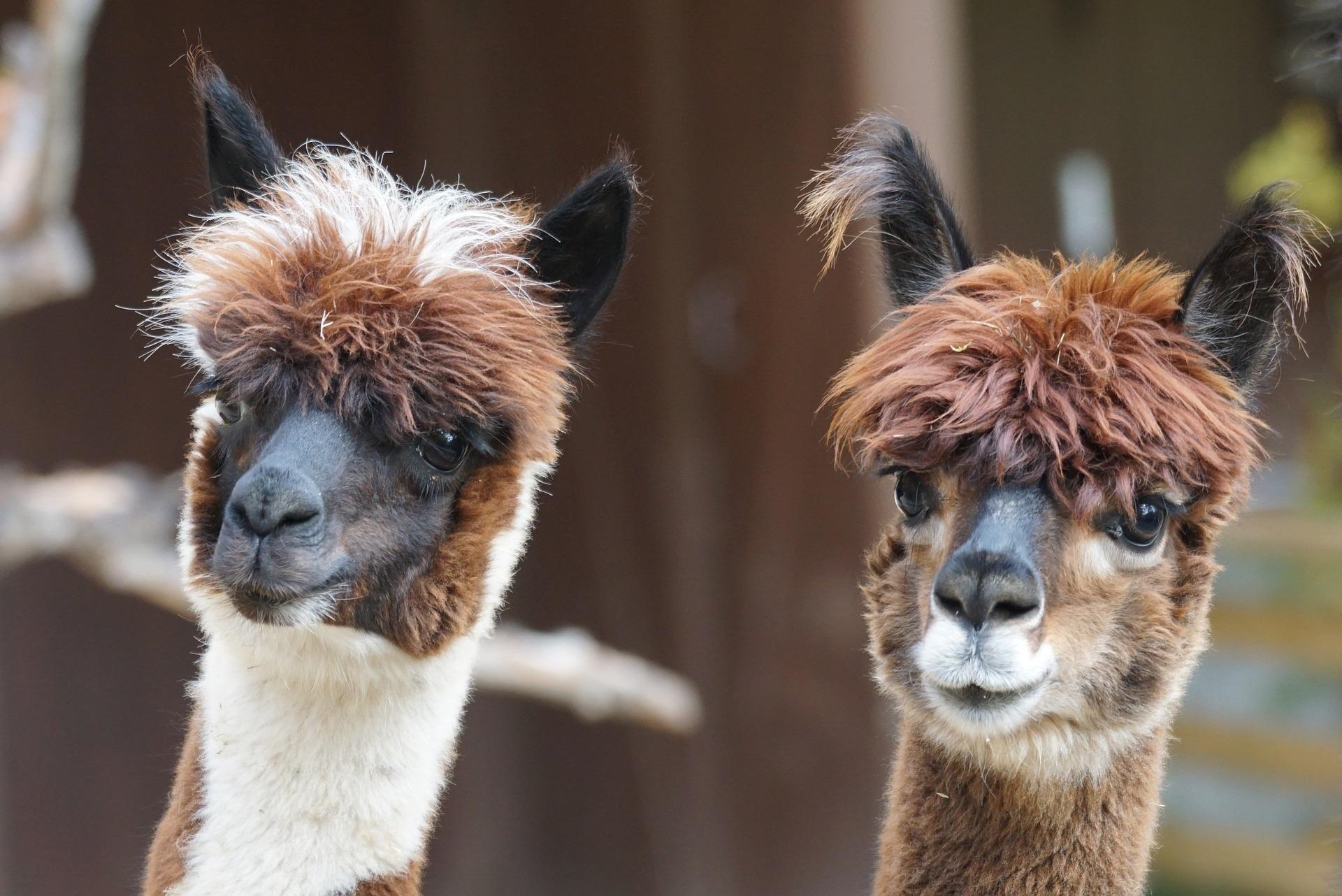 Walk on the wild side with half-price alpaca experience in Hampshire