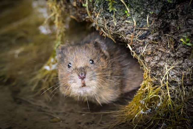 Surprised water vole taken in East Meon village by Dick Hawkes, who was runner-up in the best wildlife category in 2019.