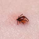 Tick