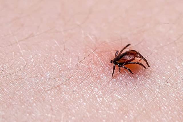 Tick