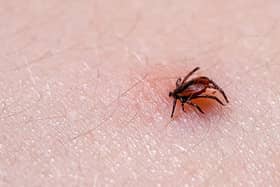 Tick