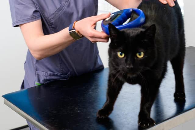 Liquorice with St Peter’s vet Ruth Brownlee having his microchip scanned