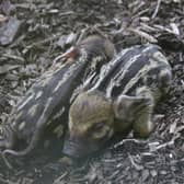 Marwell Zoo has welcomed three new red river hog piglets.