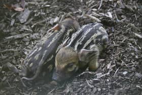 Marwell Zoo has welcomed three new red river hog piglets.