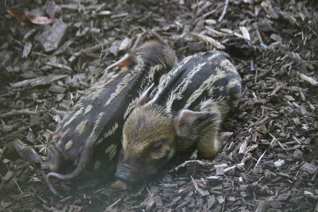 Marwell Zoo has welcomed three new red river hog piglets.