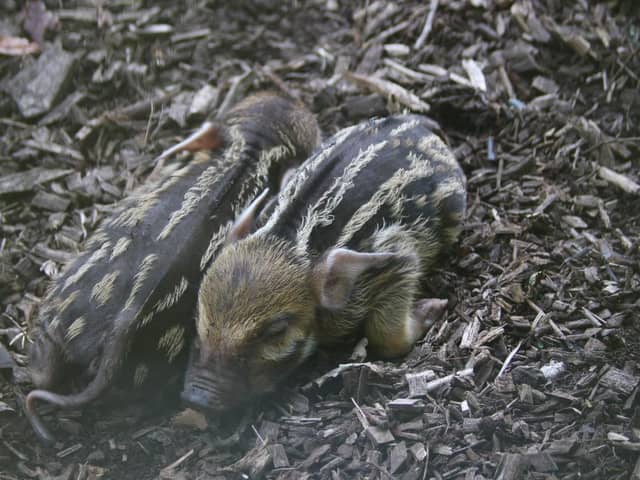 Marwell Zoo has welcomed three new red river hog piglets.