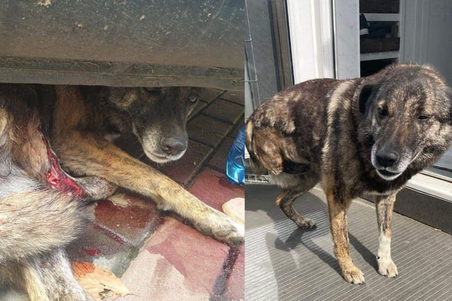 Phoenix Rehoming has helped a number of dogs.
Flower was found as a stray with an awful leg injury following a car accident. One of her rear legs had to be amputated, but she is now a beautiful tri-pawed girl who is full of life and loves her Southampton based adopters.
Pictured: Flower Before and After