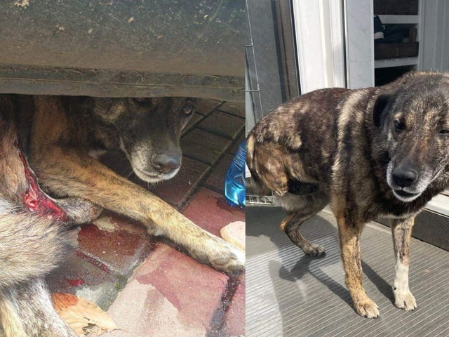 Phoenix Rehoming has helped a number of dogs.
Flower was found as a stray with an awful leg injury following a car accident. One of her rear legs had to be amputated, but she is now a beautiful tri-pawed girl who is full of life and loves her Southampton based adopters.
Pictured: Flower Before and After