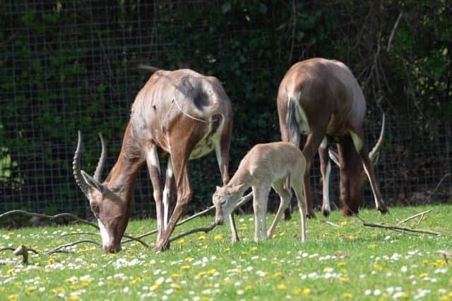 The blesbok calf born at Marwell Zoo