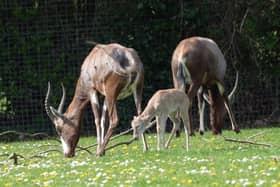 The blesbok calf born at Marwell Zoo
