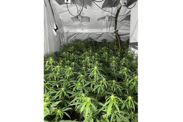 A 17-year-old boy has been arrested for producing a Class B drug. Picture: Hampshire Constabulary