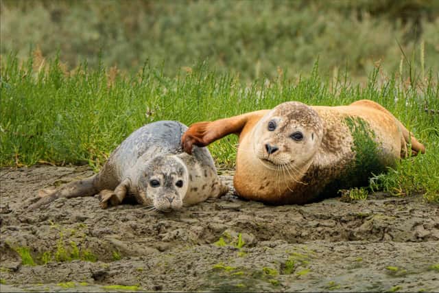Seal and pup by Beaulieu River photo comp winner Maggie White