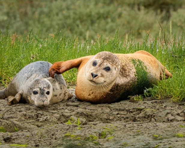 Seal and pup by Beaulieu River photo comp winner Maggie White