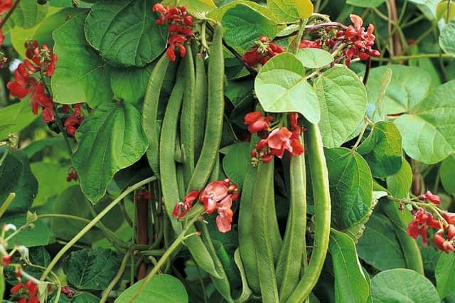 Runner beans also look great growing up wigwams in the flower border.