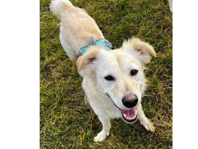 Koda is an almost three year old neutered male and he is in foster with two other dogs and three children (7-11).His off-lead recall is astounding and is not put off by any wildlife on a walk.
He is more nervous in the home with new people, especially men, and will bark at them. He will happily take treats after a few minutes and will soon settle. He has little issue with females or younger people entering the home.
Koda needs to live with another confident dog. He takes his lead and reassurance with new people visiting the home from other dogs in the home, so cannot be rehomed as an only dog. While he loves his people, he is more likely to be nervous without a fellow dog buddy.
While Koda can be left for a few hours, he needs a home where people are around most of the time. When he is settled, he will happily play with his toys or the other dog, or sleep while you are out. He’s also partial to a bit of radio – rock is his favourite choice.
Koda will come with a full training plan to set you and him up for succes. Adoption fee is £375 and this includes vaccines, vet check, microchip, neutering, flea & worm treatment, 5 weeks insurance with Agria and pre and post consults with an experienced behaviourist.
