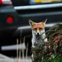 Foxes are also one of the mammals PTES is asking volunteers to look out for this spring.