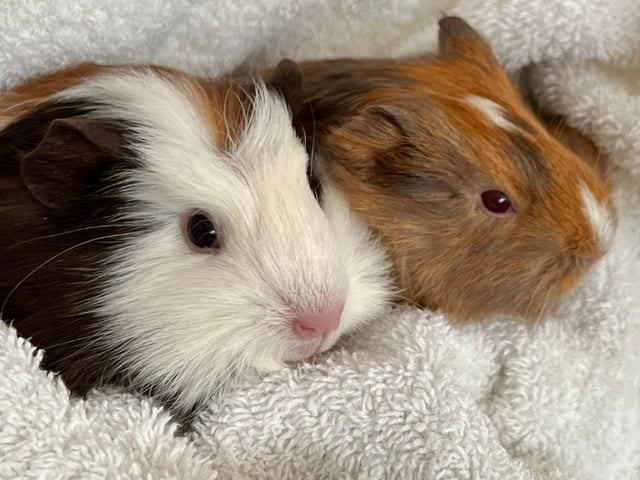 The newest additions to the Piggie Parcels gang that have just joined are these 8 week old babies, Daphne and Josephine. They were born in a local rescue and went to live with Amanda to keep Buttercup company.