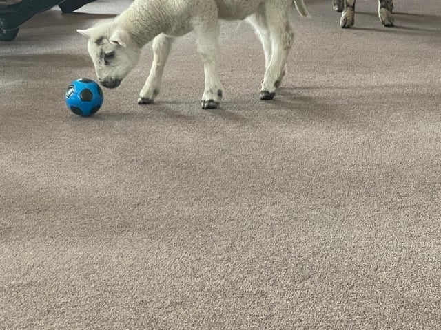 Lambs playing on a different field!