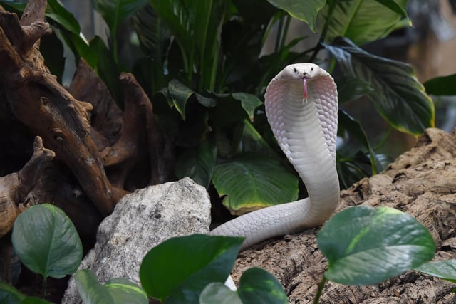 There are 12 monocled cobras in the Havant Borough Council area, and two in the Portsmouth City Council area. Picture: MEHDI FEDOUACH/AFP via Getty Images.