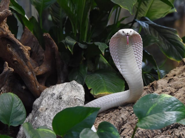 There are 12 monocled cobras in the Havant Borough Council area, and two in the Portsmouth City Council area. Picture: MEHDI FEDOUACH/AFP via Getty Images.