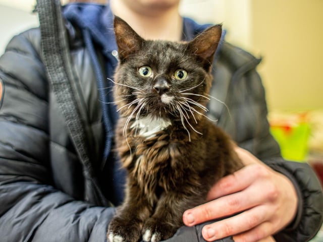 RSPCA The Stubbington Ark, Stubbington on Tuesday 13th February 2024

Pictured: Animals in need of a home

Picture: Habibur Rahman