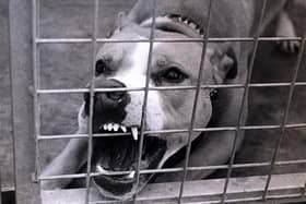 What can you do about a neighbour's noisy dog?