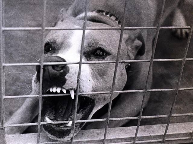 What can you do about a neighbour's noisy dog?