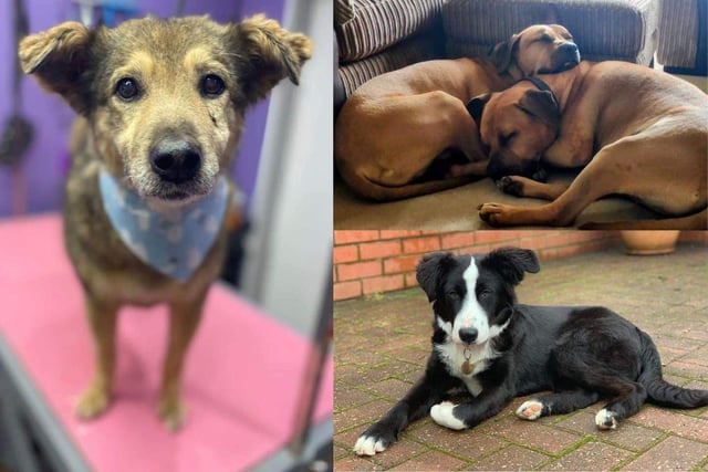 Here are some beautiful dogs up for adoption with Phoenix Rehoming.