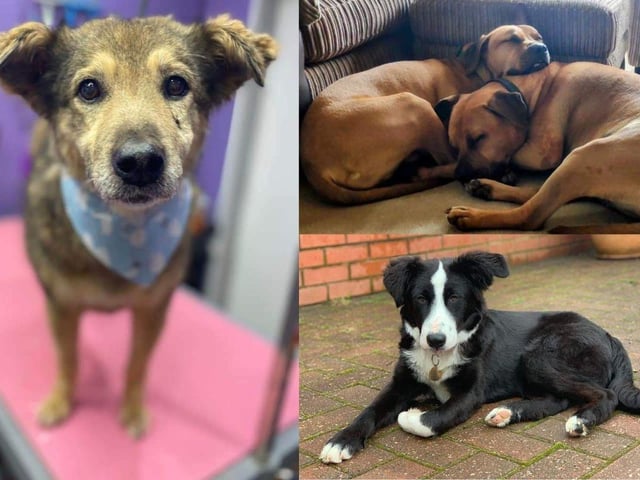 Here are some beautiful dogs up for adoption with Phoenix Rehoming.
