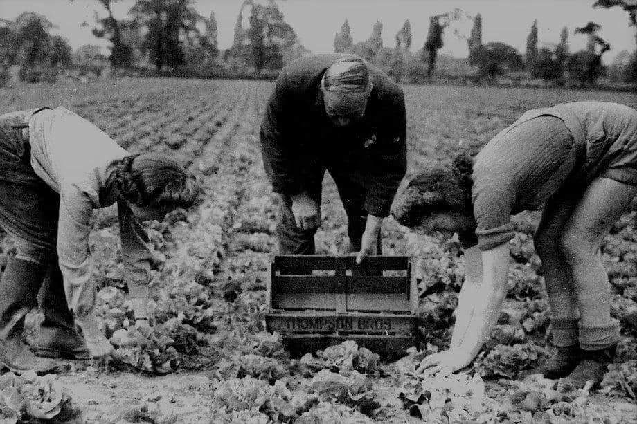 Garsons in Titchfield is marking its 150th year in business. Pictured is the land girls harvest.