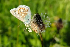Common Blue