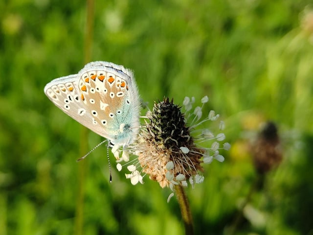 Common Blue